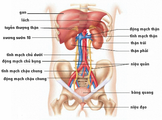 Thận phải và những điều cần biết về chức năng, bảo vệ sức khỏe