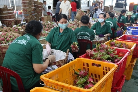 Vietnam trade authority to take flexible trade policy to support exports