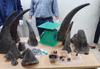 Wildlife trafficking increases in Vietnam as demand continues to rise