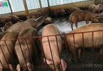 African swine fever causes huge damage for Vietnam