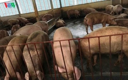 African swine fever causes huge damage for Vietnam