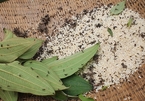 Harvesting weaver ant eggs in Bac Giang province