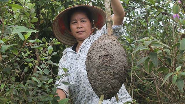 Harvesting weaver ant eggs in Bac Giang province