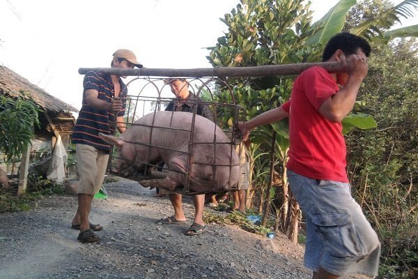 Vietnam makes progress on African swine fever vaccine