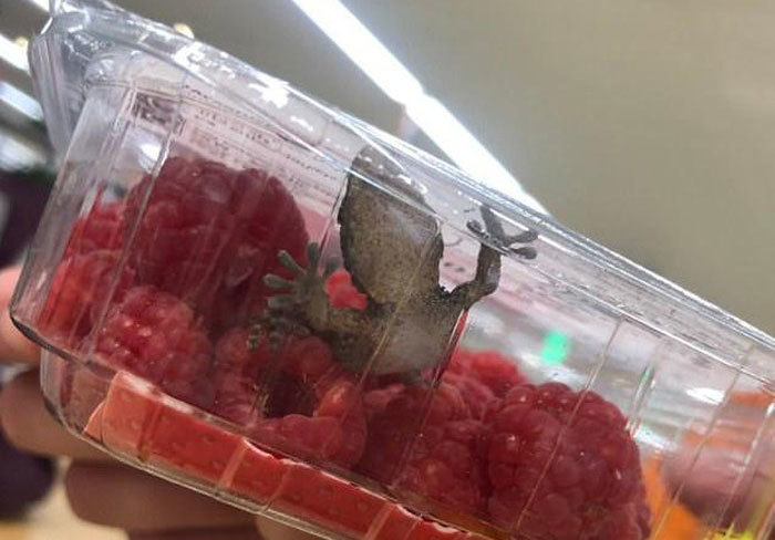 Chết khiếp, con tắc kè sống nguyên trong hộp trái cây siêu thị