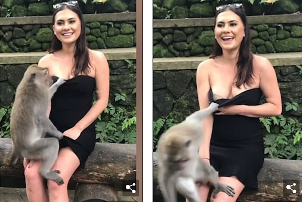 Video khỉ ma mãnh kéo váy để lộ ngực nữ du khách