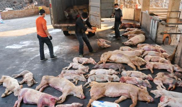 Dùng cả quỹ nâng lương vẫn không đủ cứu nông dân vì dịch tả lợn