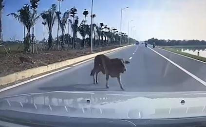 Ô tô đâm chết gia súc trên đường, ai phải chịu trách nhiệm?