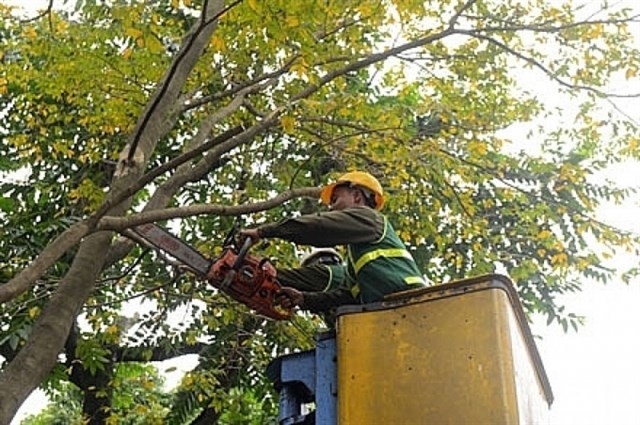 Hanoi to cut back 40,000 trees to cope with typhoons