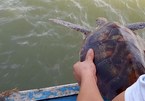 Nghe An: Rare green sea turtle returned to nature