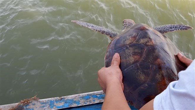 Nghe An: Rare green sea turtle returned to nature