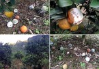 Vợ chồng nông dân Hòa Bình kêu cứu vì vườn cam 7.000 gốc bị phá hoại