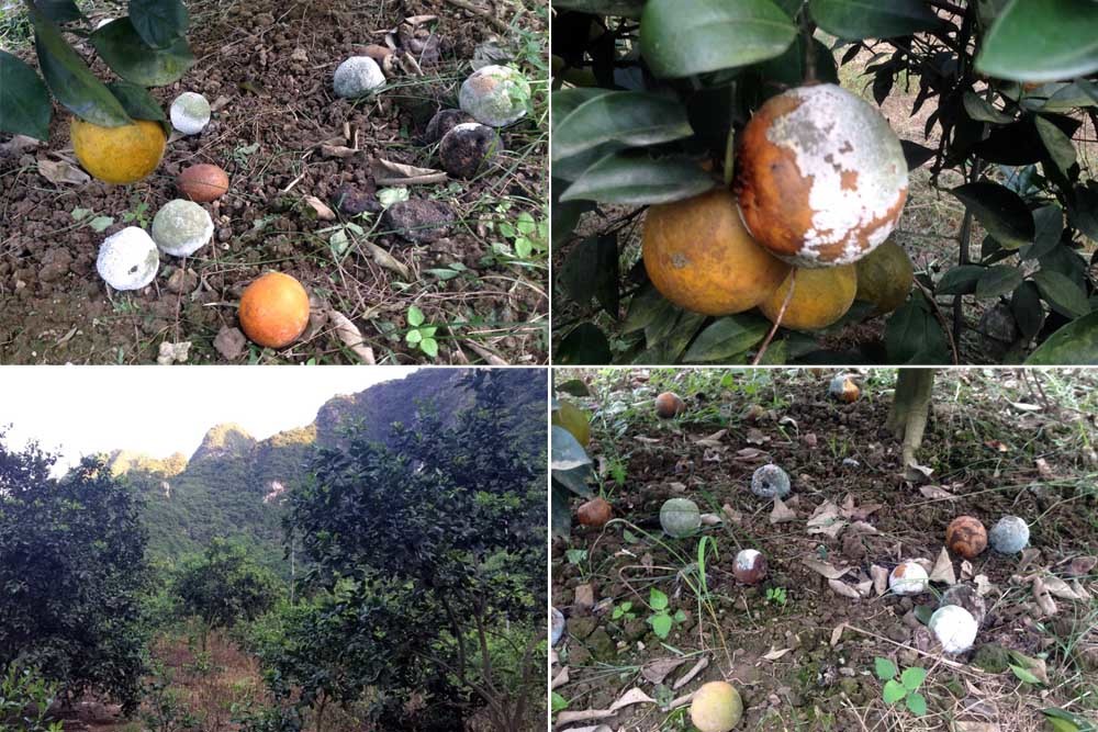 Vợ chồng nông dân Hòa Bình kêu cứu vì vườn cam 7.000 gốc bị phá hoại