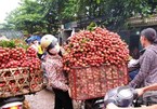 Vietnam becomes second largest exporter of lychees