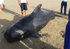 Dead whale found on Ha Tinh Beach