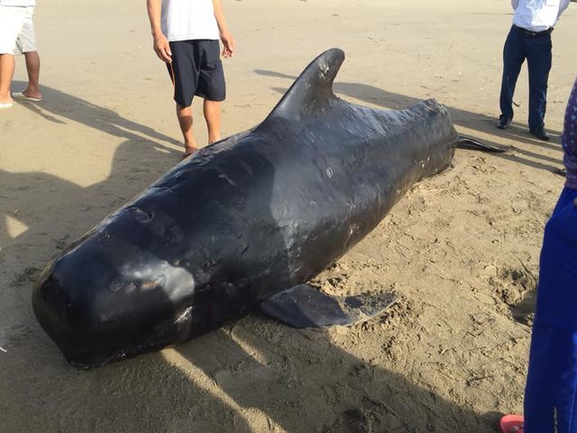 Dead whale found on Ha Tinh Beach