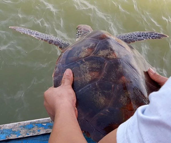 Fisherman refuses cash and releases rare turtle into the ocean