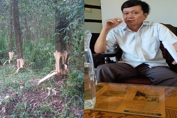 Bí thư, Chủ tịch xã bị tố dùng dao lột vỏ rừng keo của dân