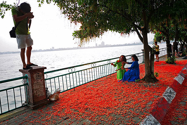 Ngôn tình U70 trên thảm hoa rực đỏ ven hồ Tây