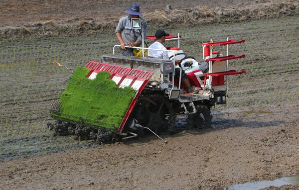 Vietnam's Mekong Delta embraces smart rice farming