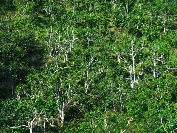 Story of Suoi Giang shan tuyet tea in Yen Bai Province