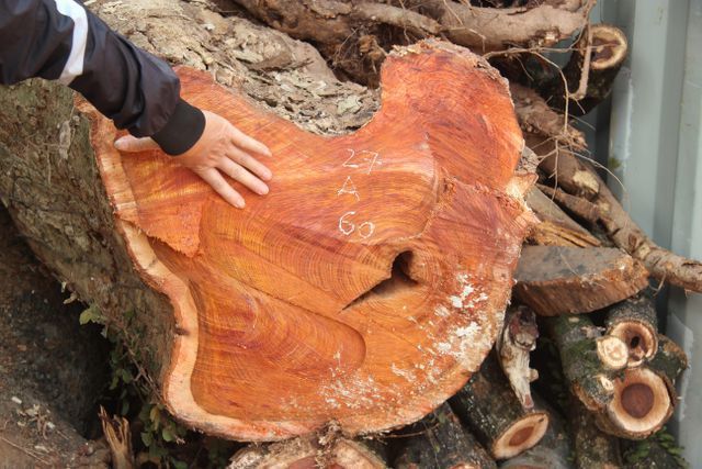 Sắp bán đấu giá hơn 5 tấn gỗ 'sưa trăm tỷ'