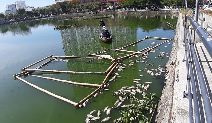 Nắng nóng kéo dài, cá chết bốc mùi nổi lềnh bềnh hồ trung tâm Đà Nẵng