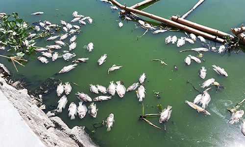 Nắng nóng kéo dài, cá chết bốc mùi nổi lềnh bềnh hồ trung tâm Đà Nẵng