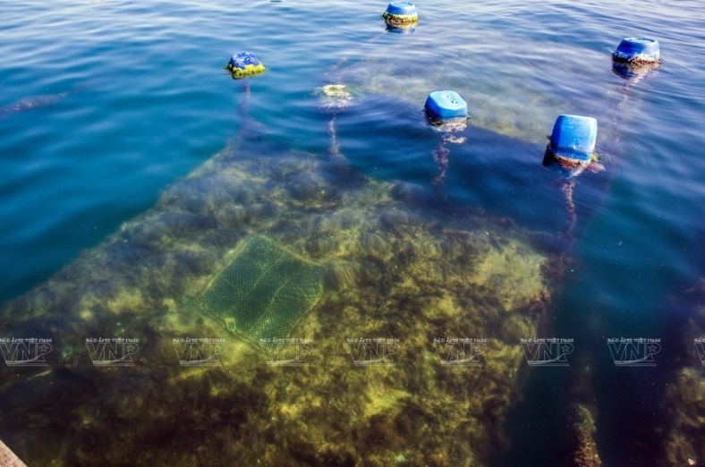 Commercial lobster farming on Binh Ba island