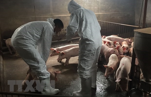 Nearly 2.5 million pigs culled in Vietnam due to African swine fever