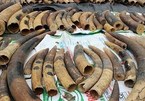 Over 7.4 tonnes of ivory, pangolin scales seized in Hai Phong