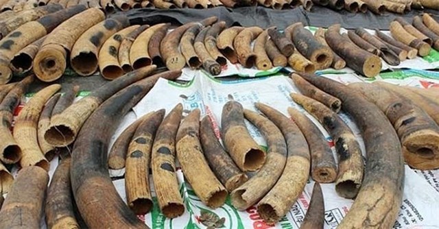 Over 7.4 tonnes of ivory, pangolin scales seized in Hai Phong