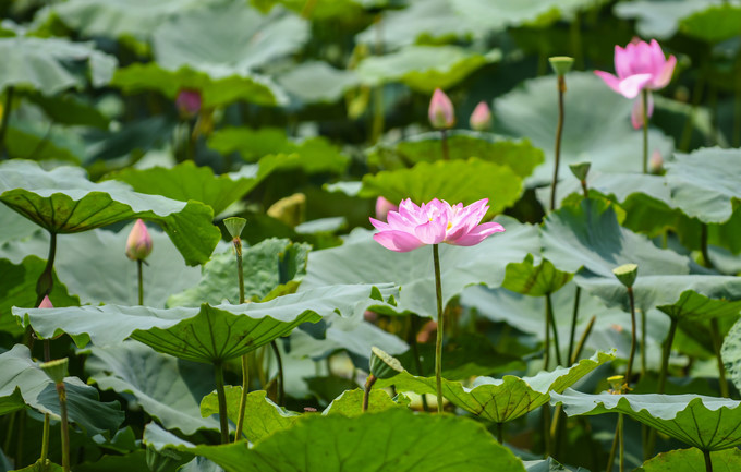 Top 5 most beautiful lotus ponds in Hanoi and HCM City