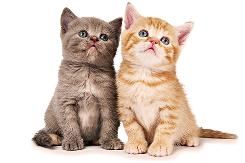 4 con giáp mang phúc lộc đến cho cả nhà trong cuối năm nay
