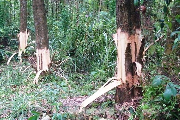 ‘Ngu đột xuất’