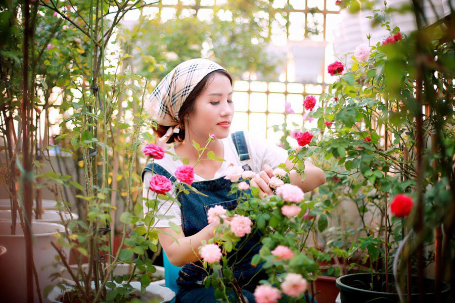 Sân thượng nhỏ 'chứa' cả trăm gốc hồng đẹp mê hoặc của mẹ ba con ở Hà Nội