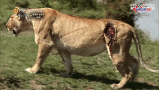Đi săn trâu rừng, sư tử bất ngờ nhận kết cục đau đớn