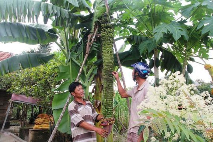 Chiêm ngưỡng buồng chuối 'lạ' hơn 100 nải