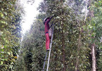 Cajuput tree trellises used to grow pepper in Kien Giang