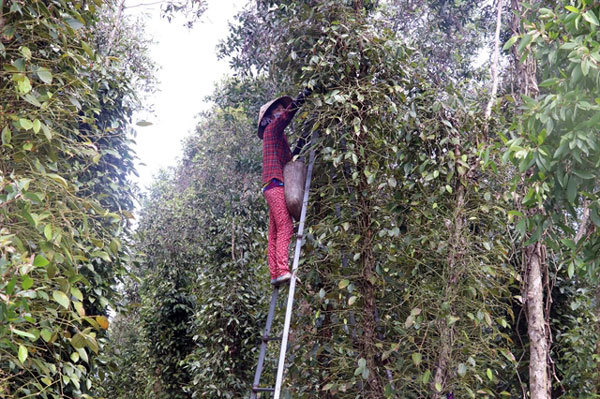Cajuput tree trellises used to grow pepper in Kien Giang