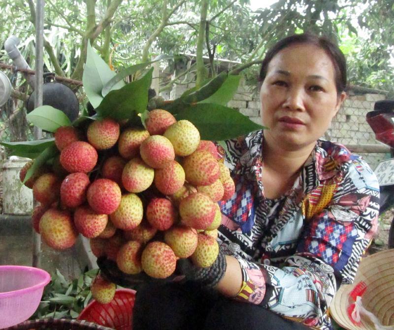 Độc đáo: Vải thiều to như quả trứng, đặt mua khi trái còn xanh lét