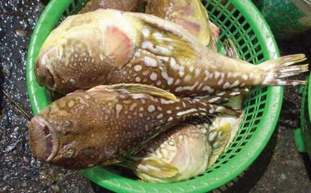 Thực hư đặc sản cá đùi gà 1 nắng Nghệ An làm giả từ cá nóc?