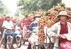 Lychee farmers chase fruity fortunes