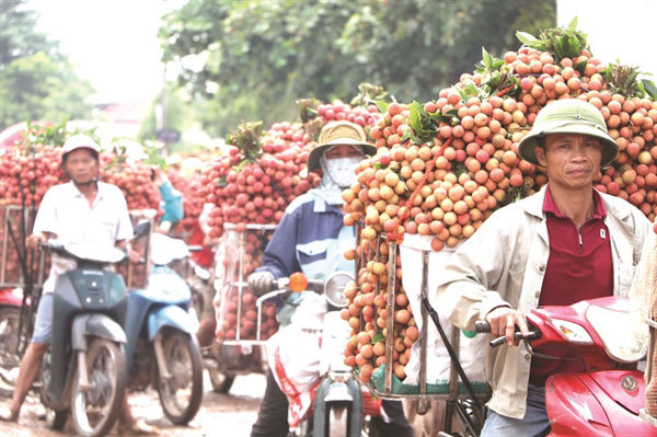 Lychee farmers chase fruity fortunes