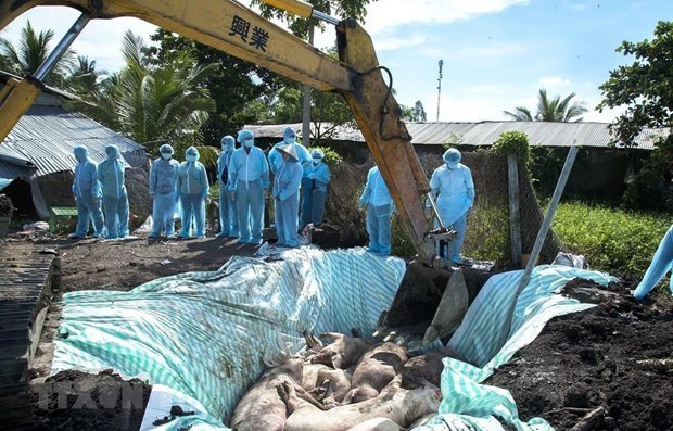 Hanoi culls thousands of pigs due to African swine fever