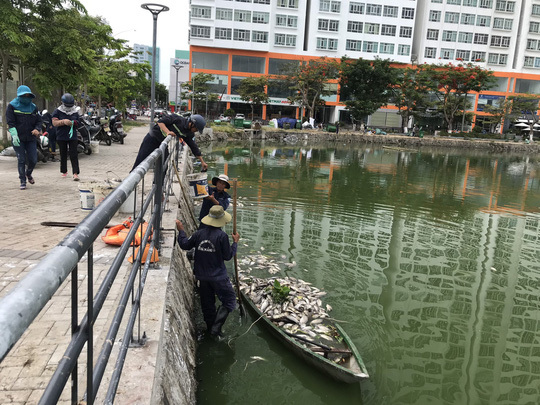 Mass fish deaths found at Da Nang lakes