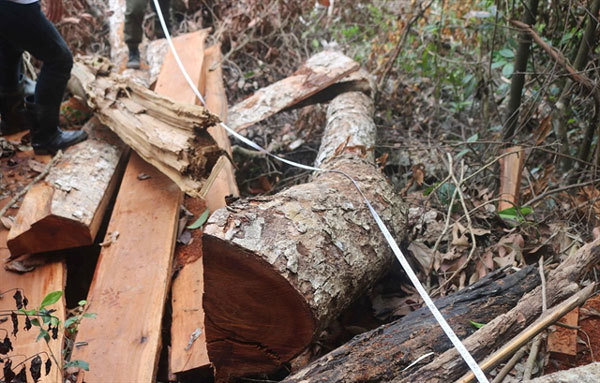 Bac Kan to prosecute deforestation culprits