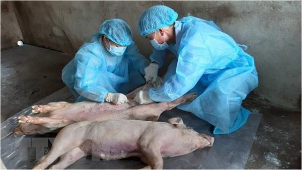 Phu Yen becomes 58th locality in Vietnam with African swine fever