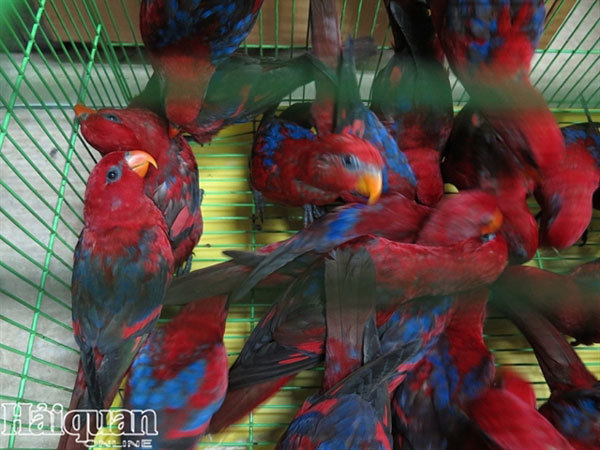 Hundreds of smuggled Red lory parrots found at Noi Bai Airport