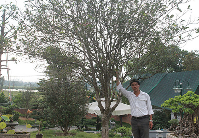 Đôi mộc hương nhìn như cây dại lại đắt không tưởng